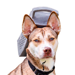 Pet Graterhead